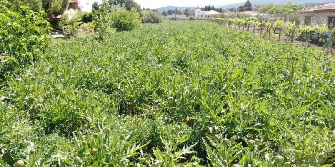 Karaciğer dostu üründe hasat sürüyor! Yılda 11.000 ton ürün elde ediliyor 2